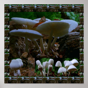 Poster Champignon frais sauvages : Photographie exotique