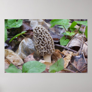 Poster Champignon gris solitaire de morelle