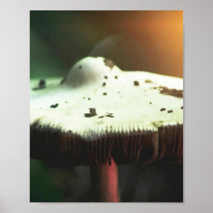 Poster Champignon Lueur Dorée