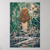 Poster Champignon Morel Spring (Devant)
