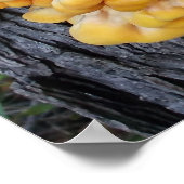 Poster Champignon Orange (Coin)