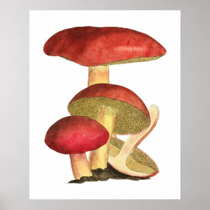 Poster Champignon rouge, illustration botanique vintage