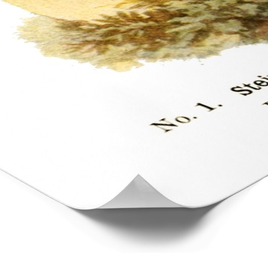 Poster Champignons (Coin)