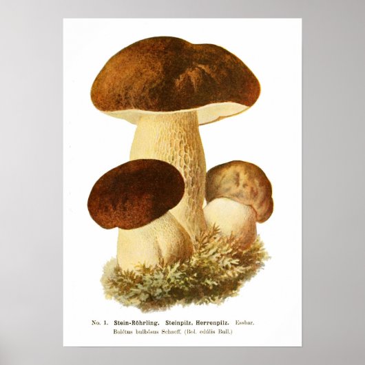 Poster Champignons (Devant)