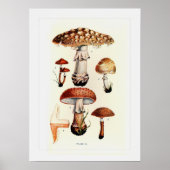 Poster Champignons (Devant)