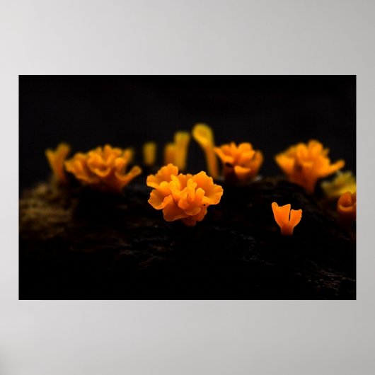 Poster Champignons (Devant)