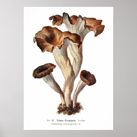 Poster Champignons (Devant)
