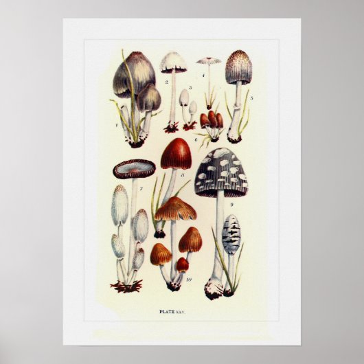 Poster Champignons (Devant)