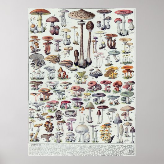 Poster Champignons (Devant)