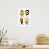 Poster Champignons (Cuisine)