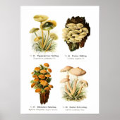 Poster Champignons (Devant)