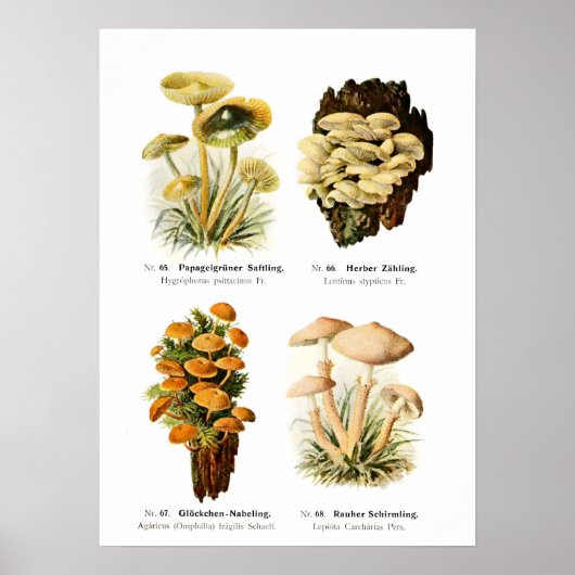 Poster Champignons (Devant)