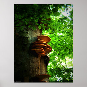 Poster champignons