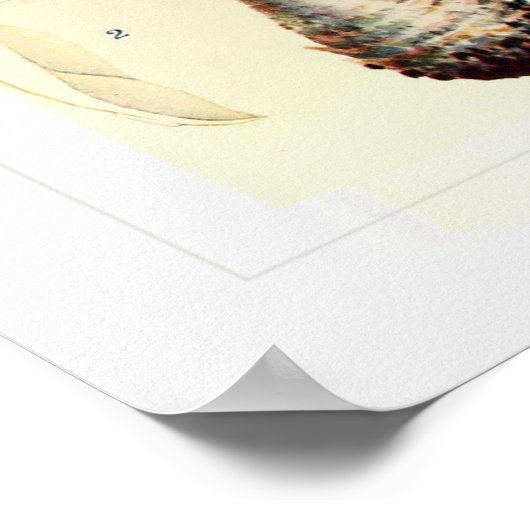 Poster Champignons (Coin)