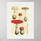 Poster Champignons (Devant)