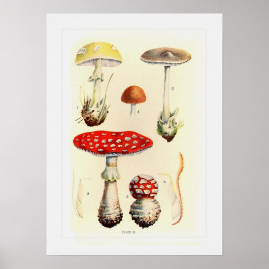 Poster Champignons (Devant)