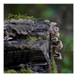 Poster Champignons