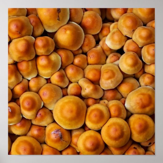 Poster Champignons (Devant)