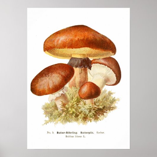 Poster Champignons (Devant)