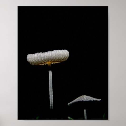 Poster Champignons (Devant)