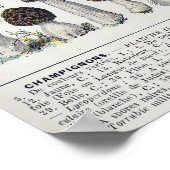 Poster Champignons 2 (Coin)