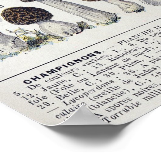 Poster Champignons 2 (Coin)