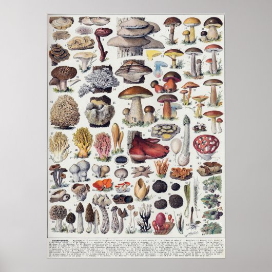 Poster Champignons 2 (Devant)