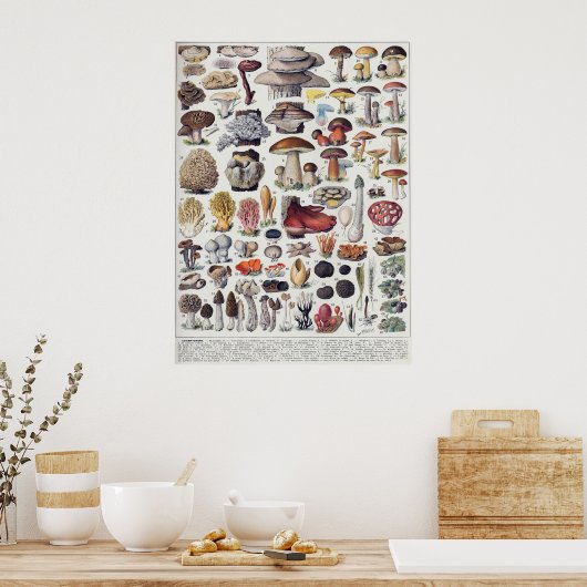 Poster Champignons 2 (Cuisine)