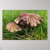 Poster Champignons à capuchon brun (Devant)