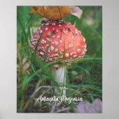 Poster Champignons agariques à la mouche rouge (Devant)