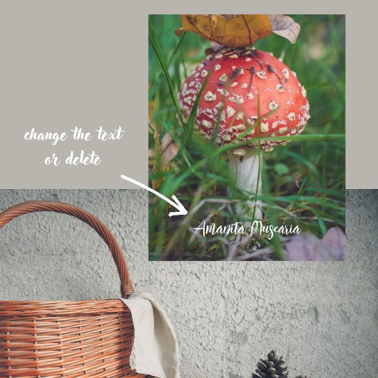 Poster Champignons agariques à la mouche rouge