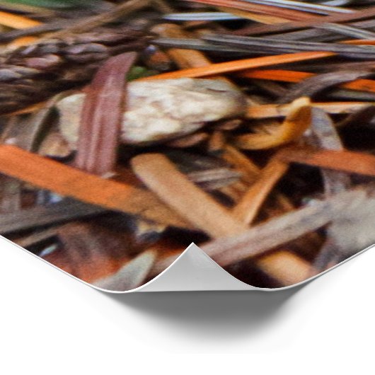 Poster Champignons agariques volants (Coin)