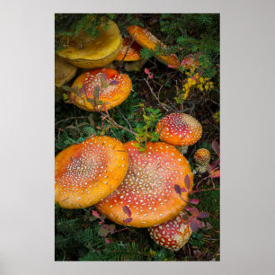 Poster Champignons amanites tue-mouches au lac Mowich