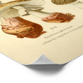 Poster Champignons Brown vintages Art (Coin)