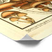 Poster Champignons Brown vintages Art français Imprimer (Coin)