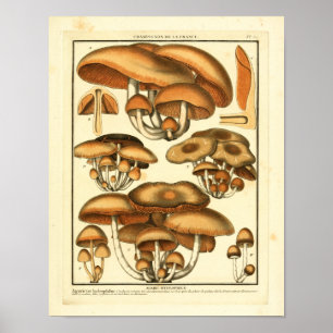 Poster Champignons Brown vintages Art français Imprimer