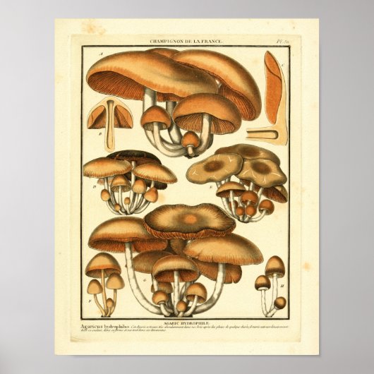 Poster Champignons Brown vintages Art français Imprimer (Devant)