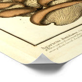 Poster Champignons Brown vintages Art français Imprimer (Coin)