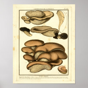 Poster Champignons Brown vintages Art français Imprimer