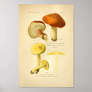 Poster Champignons Brown vintages Art Imprimer Français