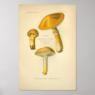 Poster Champignons Brown vintages Art Imprimer Français