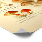 Poster Champignons Brown vintages Art Imprimer Français (Coin)