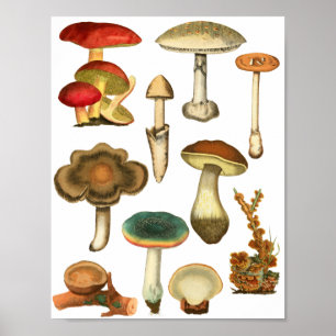 Poster Champignons Champignons Plante Nature Botaniques a