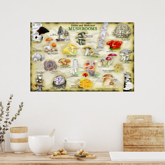 Poster Champignons (comestible et médicinal) (Cuisine)