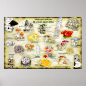 Poster Champignons (comestible et médicinal) (Devant)