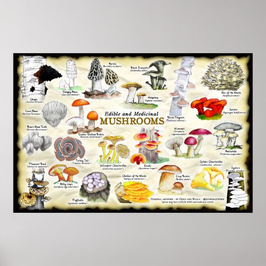 Poster Champignons (comestibles et médicinaux) (Devant)