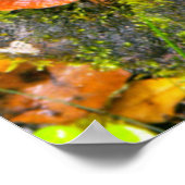 Poster Champignons Cultivant Sur Les Branches, Le Knysna- (Coin)