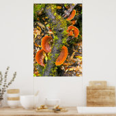 Poster Champignons Cultivant Sur Les Branches, Le Knysna- (Cuisine)