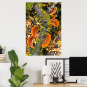 Poster Champignons Cultivant Sur Les Branches, Le Knysna- (Bureau à domicile)