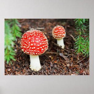 Poster Champignons d'agaric de mouche